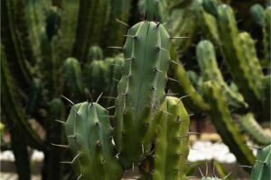 Questi 5 cactus fioriscono proprio ad agosto. Crescono in appartamento senza cure particolari e costano meno di 12 euro cactus