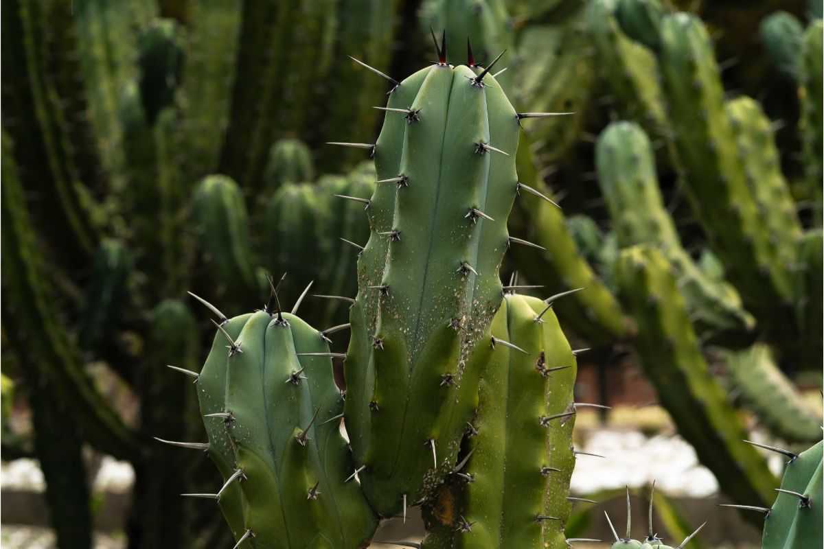 Questi 5 cactus fioriscono proprio ad agosto. Crescono in appartamento senza cure particolari e costano meno di 12 euro cactus