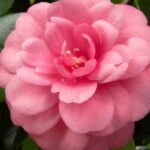 camelia