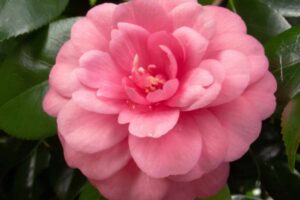 Camelia che non fiorisce a febbraio: l'errore si commette ad agosto (e nessuno lo sospetta) camelia