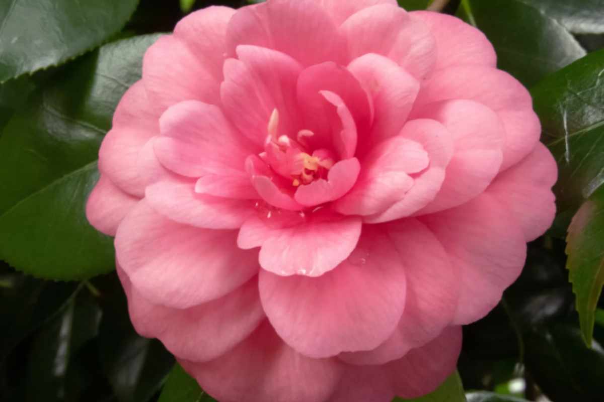 Camelia che non fiorisce a febbraio: l'errore si commette ad agosto (e nessuno lo sospetta) camelia