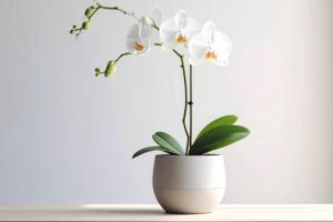Orchidee in casa: il metodo delle 10 settimane che i vivaisti professionisti usano per rifioriture continue casa orchidea