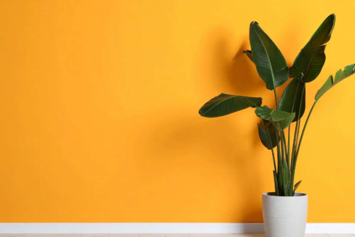 L'uccello del paradiso in salotto non fiorisce mai: il vivaista rivela il dettaglio che nessuno controlla (e che cambia tutto in 8 settimane) casa Strelitzia