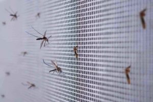 Zanzare fine agosto peggiori di luglio: i 5 nascondigli in casa che i disinfestatori controllano sempre zanzare