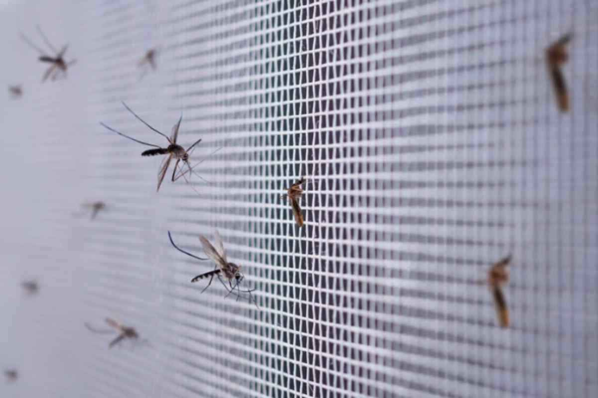Zanzare fine agosto peggiori di luglio: i 5 nascondigli in casa che i disinfestatori controllano sempre zanzare