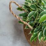Ficus Benjamin