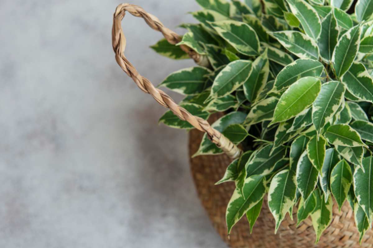 Margotta aerea Ficus Benjamin: i vivaisti rivelano la tecnica che funziona nel 95% dei casi (le talee solo nel 40%) Ficus Benjamin