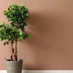 ficus benjamin