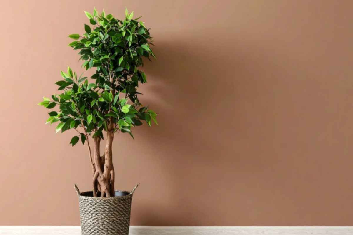Il tuo ficus benjamin è troppo alto e spoglio sotto? I vivaisti usano questa tecnica antica per moltiplicarlo senza tagliarlo ficus benjamin