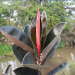 ficus elastica