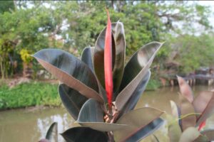 Il ficus elastica sta perdendo foglie una dietro l'altra: i vivaisti dicono che quasi tutti sbagliano la posizione della finestra ficus elastica