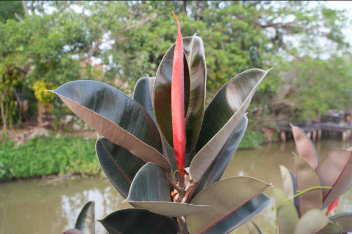 ficus elastica