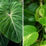 Filodendro vs Pothos