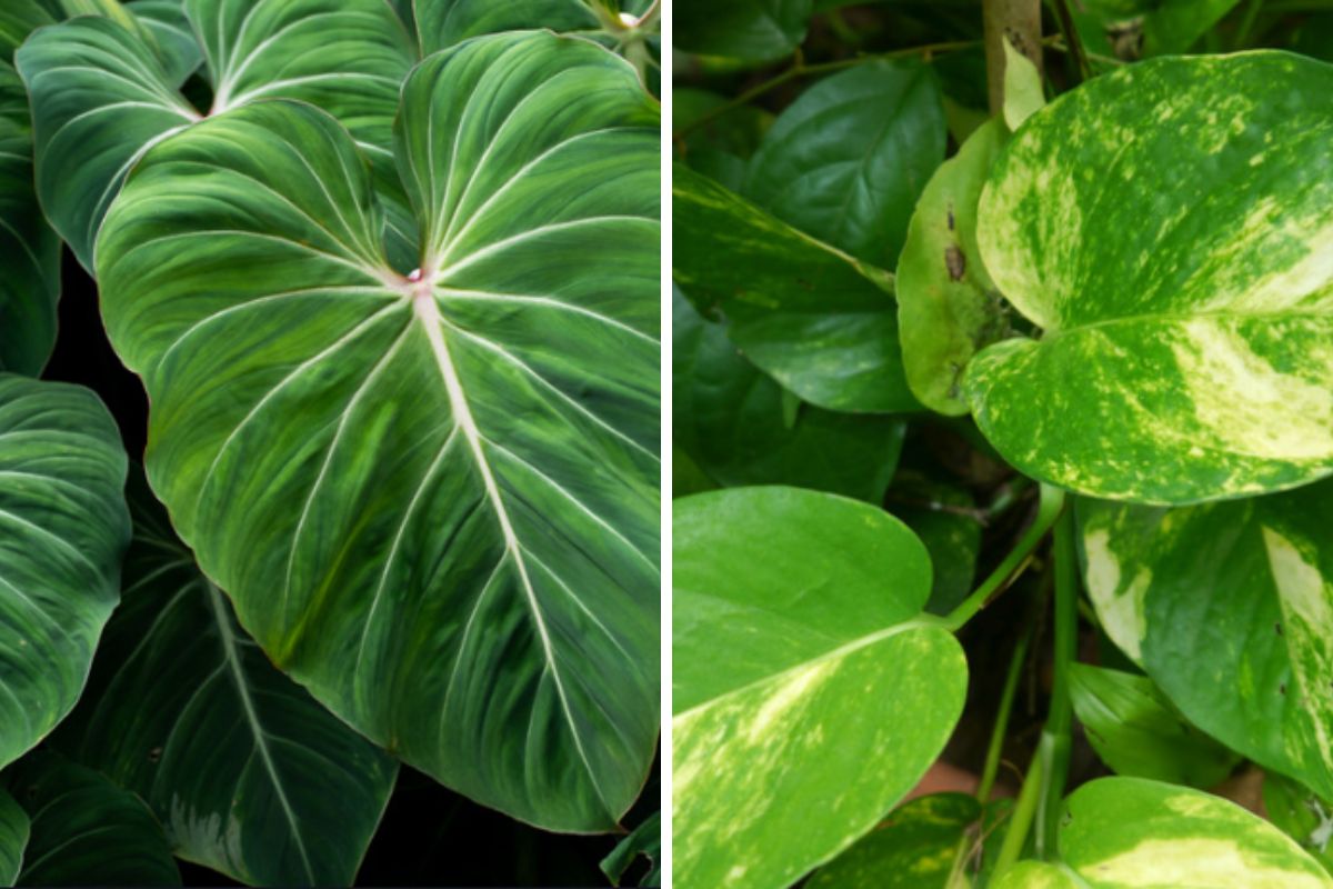Filodendro vs Pothos