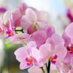 orchidee
