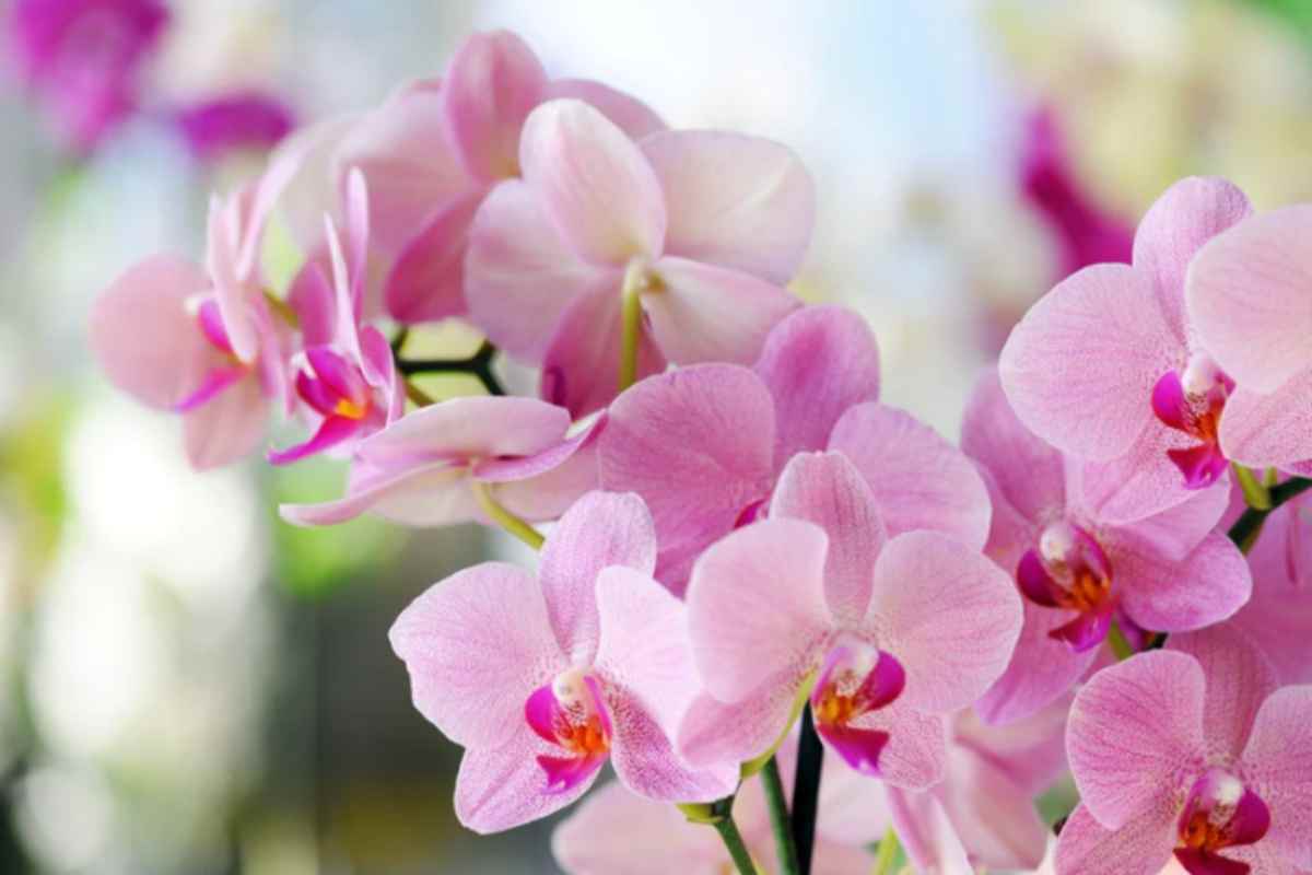 orchidee