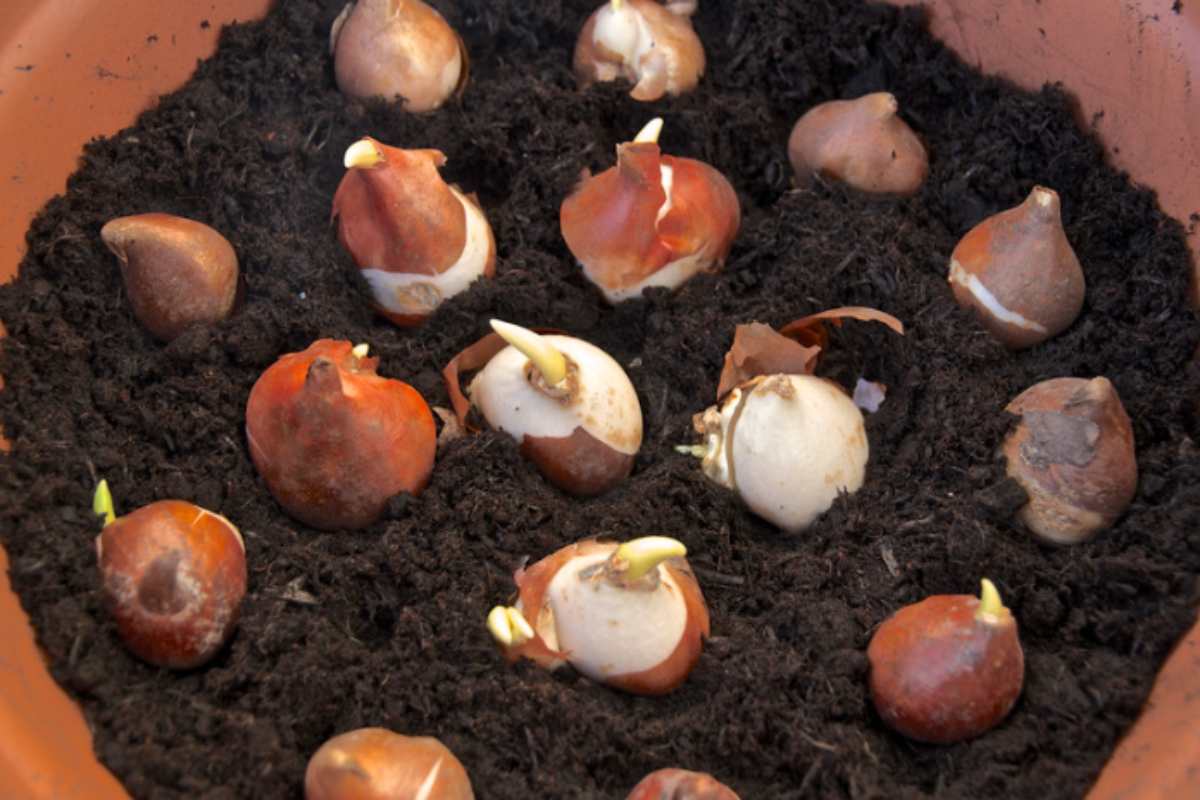 Settembre 2026: i giardinieri piantano questi bulbi nell'ultima settimana di agosto per un giardino che fiorisce da solo in primavera giardino bulbi