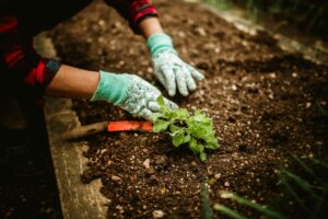 I giardinieri professionisti fanno sempre questi tre gesti nell'ultima settimana di agosto e il giardino ringrazia tutto settembre lavoro in giardino