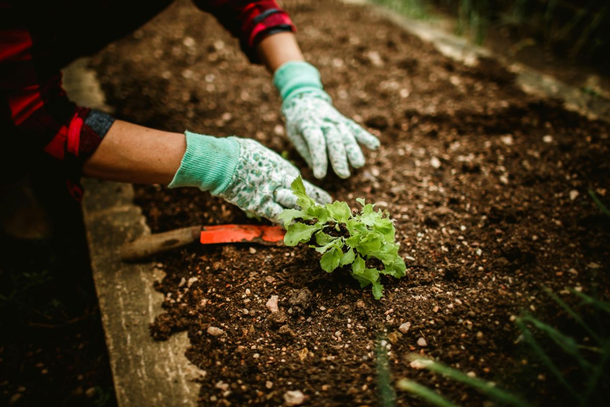 I giardinieri professionisti fanno sempre questi tre gesti nell'ultima settimana di agosto e il giardino ringrazia tutto settembre lavoro in giardino