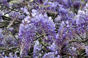 Glicine agosto: come potare per farlo rifiorire a primavera glicine