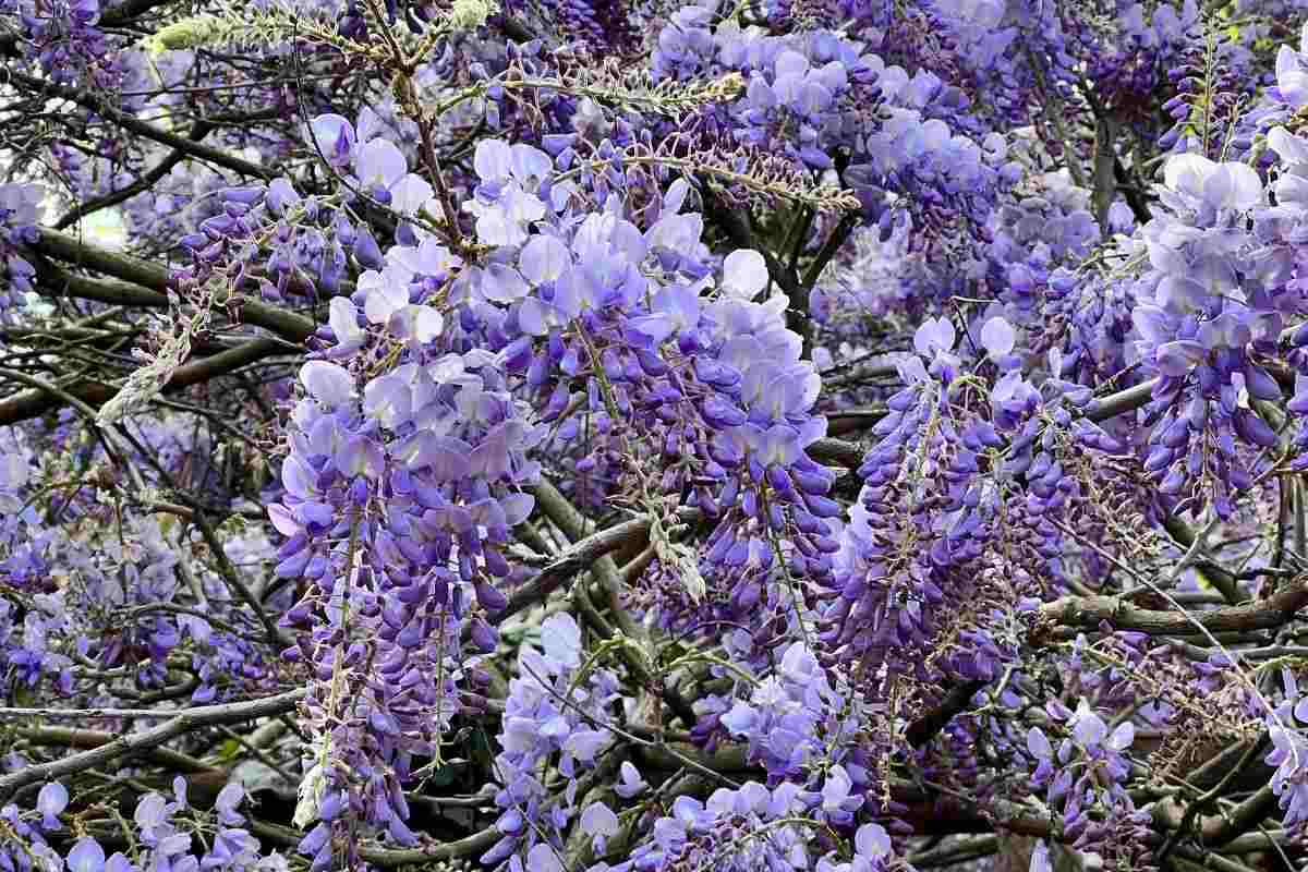 Glicine agosto: come potare per farlo rifiorire a primavera glicine