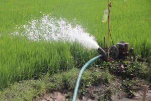 Nei vivai nessuna pianta viene annaffiata 'quando il terreno è secco': la regola segreta si chiama 'tappetino umido' e cambia tutto irrigazione giardino
