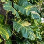 Monstera Variegata
