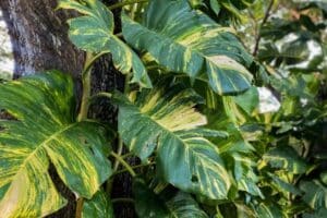 La Monstera Variegata è perfetta in appartamento e può costare davvero poco. Ma sai riconoscerla? I dettagli che fanno la differenza Monstera Variegata