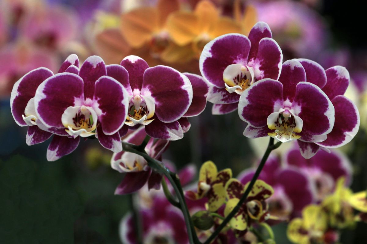 La Phalaenopsis che compri fiorita dura 8 settimane, poi non rifiorisce mai più. I vivaisti specializzati seguono un calendario preciso di 12 mesi: ecco cosa fanno mese per mese prchidea phalaenopis