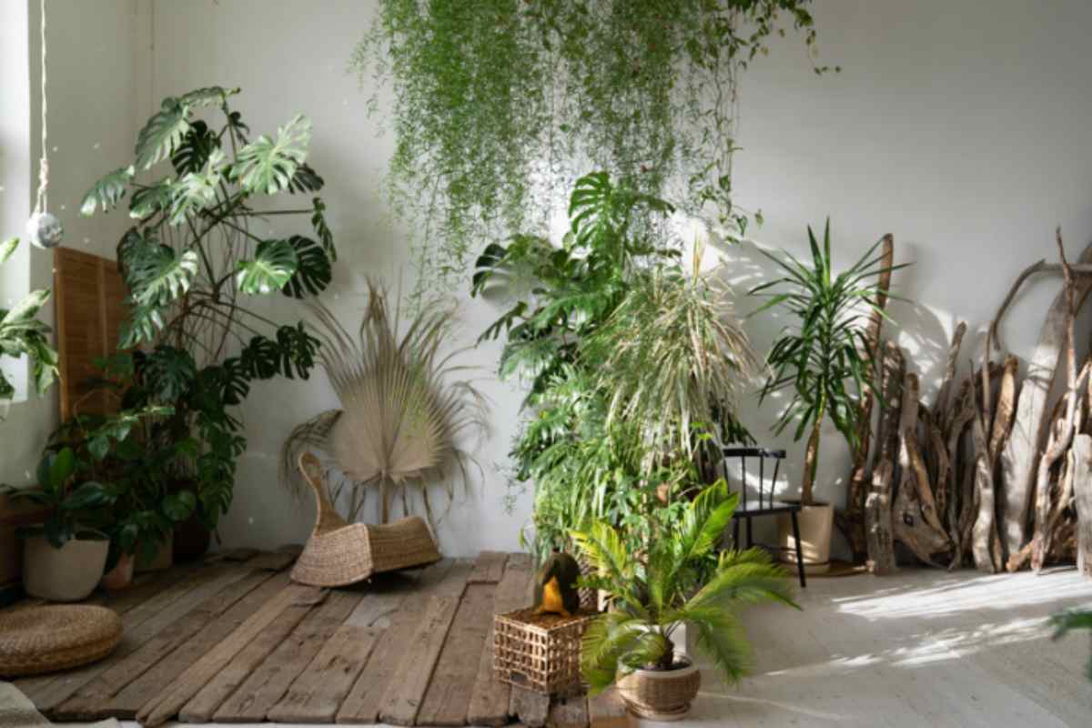 Piante d'appartamento sole a Ferragosto: il sistema dei floricoltori per 2 settimane senza vicini né timer piante appartamento