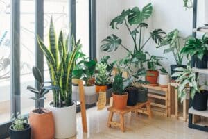 Piante di appartamento a settembre: i floricoltori svelano i 4 gesti da cambiare subito (o rischiano di morire) piante appartamento