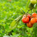 pomodori orto