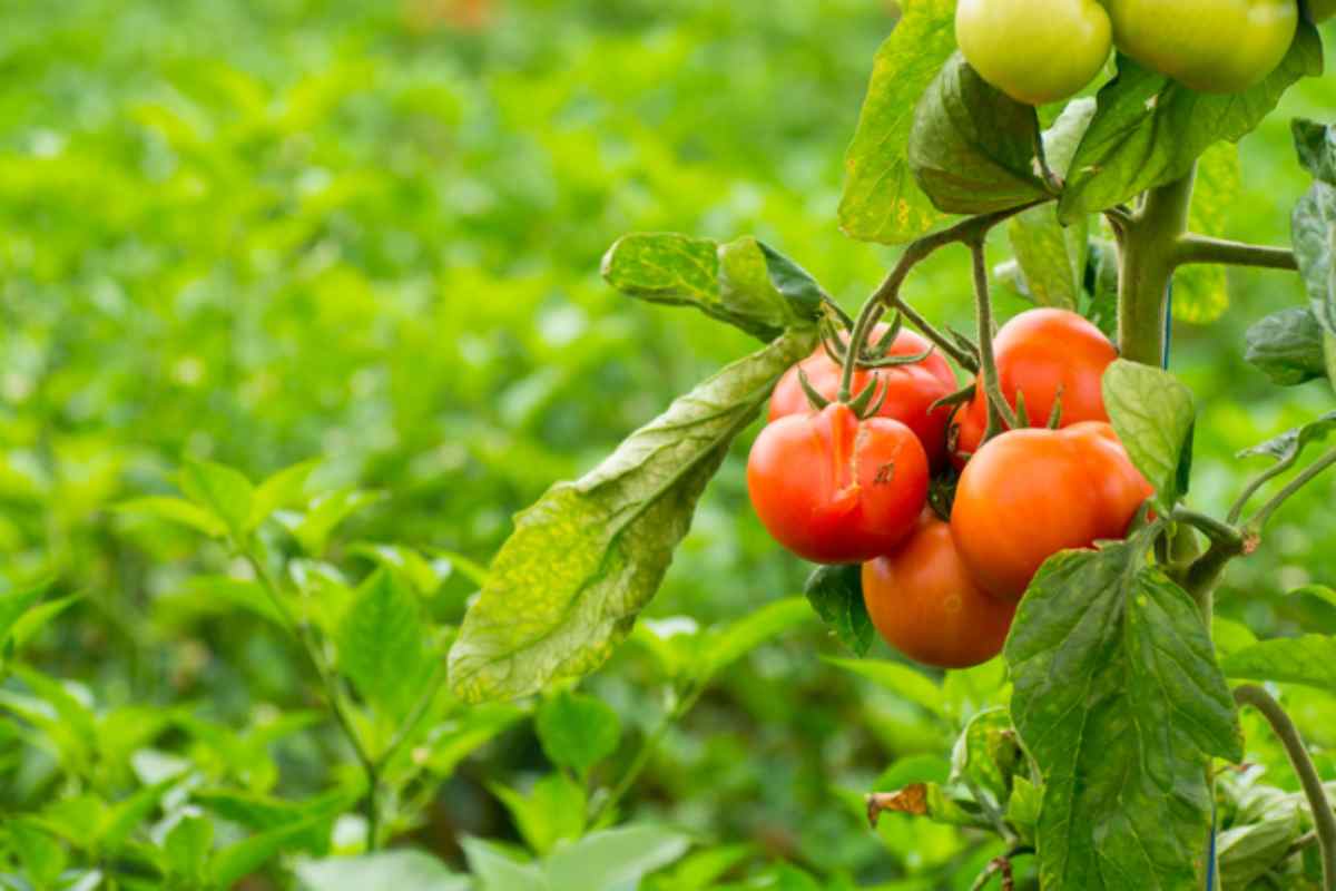 pomodori orto