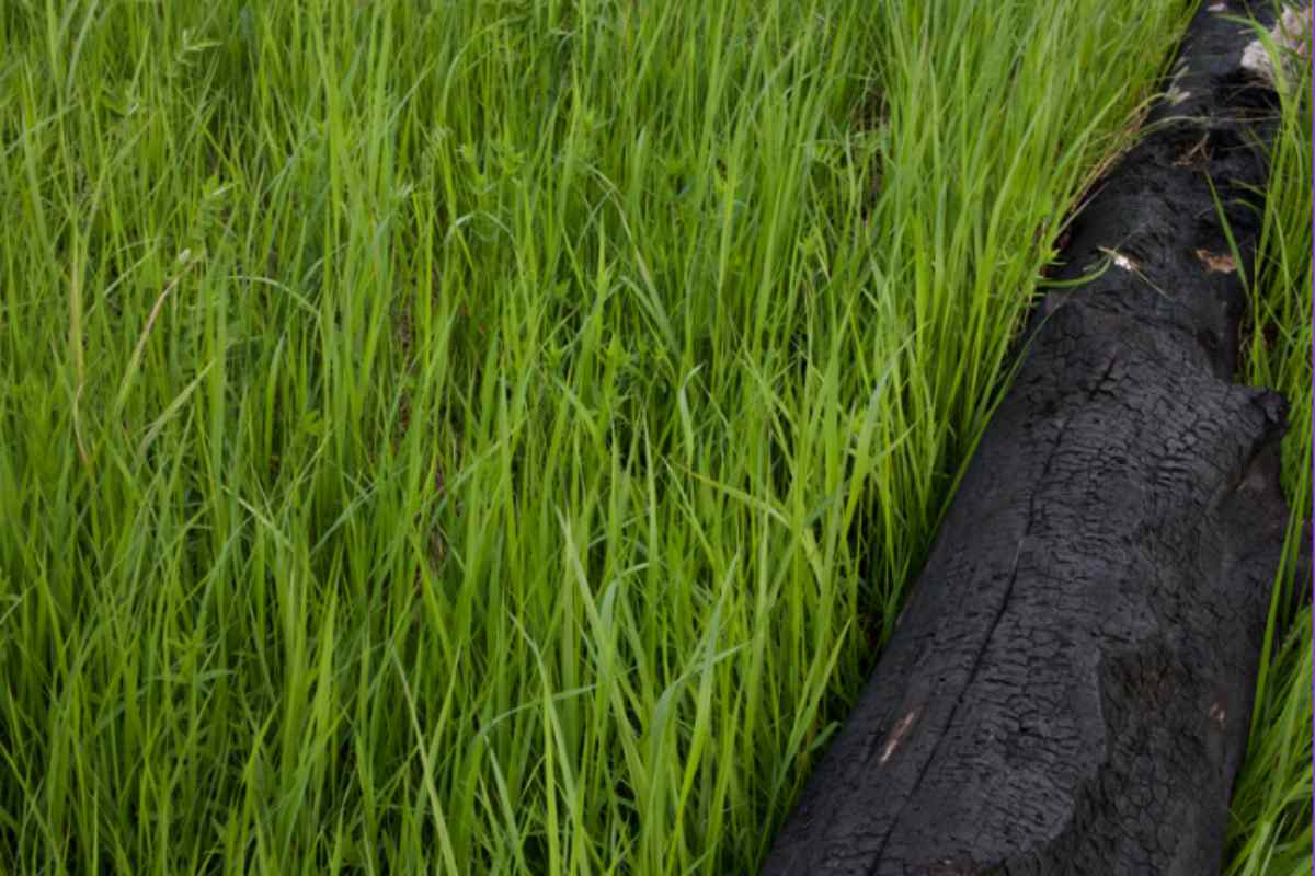 Prato bruciato ad agosto: il protocollo dei greenkeeper per salvarlo in 7 giorni dopo le vacanze prato bruciato