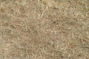 Prato giallo e bruciato fine estate: 5 mosse dei greenkeeper per recuperarlo prima di settembre prato giallo