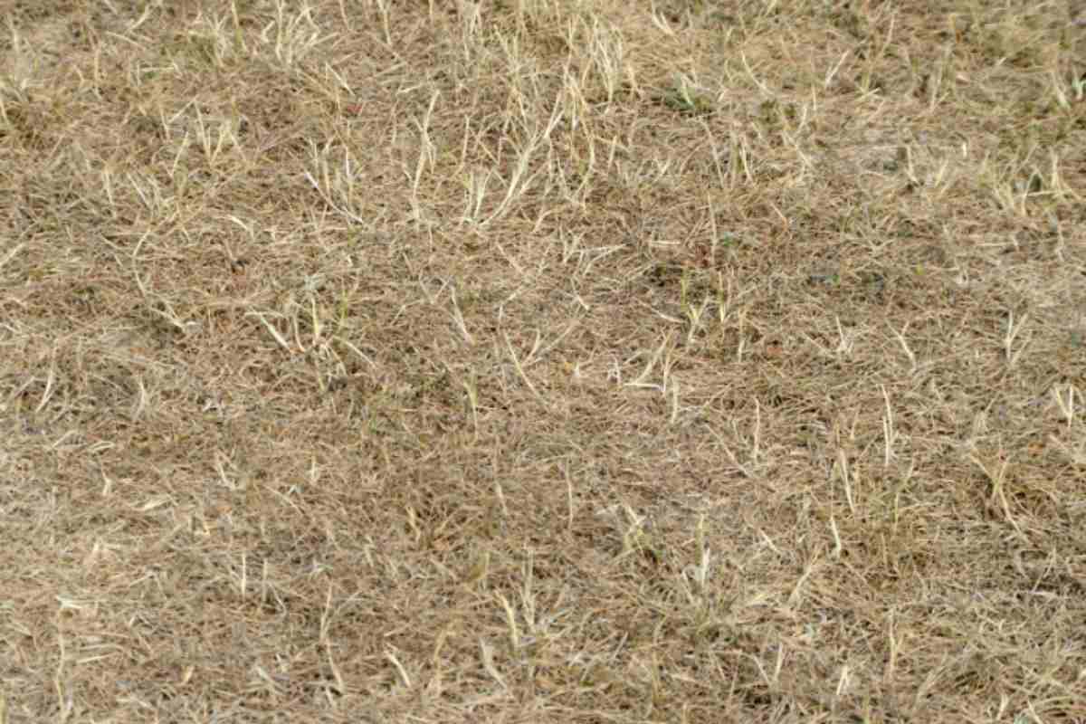 Prato giallo e bruciato fine estate: 5 mosse dei greenkeeper per recuperarlo prima di settembre prato giallo