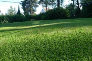 Prato verde ad agosto senza innaffiare: il trattamento che i greenkeeper dei campi da golf fanno a fine luglio prato verde