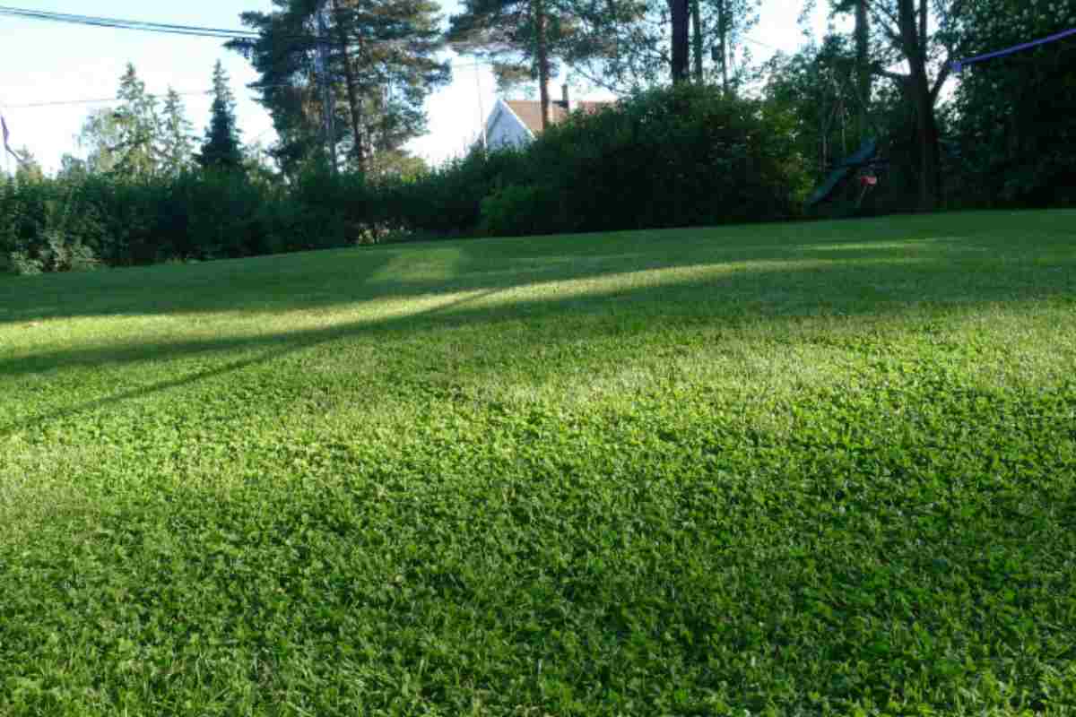 Prato verde ad agosto senza innaffiare: il trattamento che i greenkeeper dei campi da golf fanno a fine luglio prato verde
