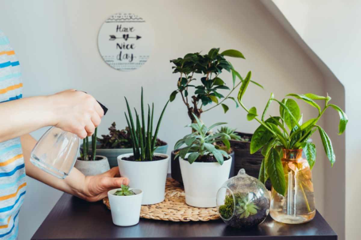 Settembre cambia tutto per le piante d'appartamento: quello che facevi d'estate adesso le danneggia senza che tu lo sappia annaffiatura piante appartamento