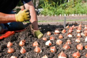 Bulbi autunnali: l'errore di settembre che blocca la fioritura in primavera bulbi giardino