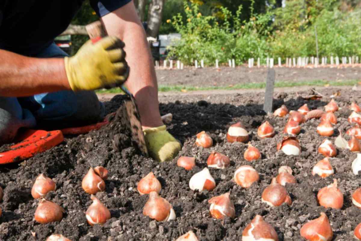 I giardinieri professionisti piantano questi bulbi nella prima settimana di settembre: la lista che nessuno pubblica mai bulbi