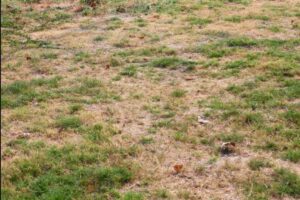 Prato giallo dopo l'estate: il metodo dei giardinieri per recuperarlo entro ottobre (e quello che non funziona mai) prato danneggiato