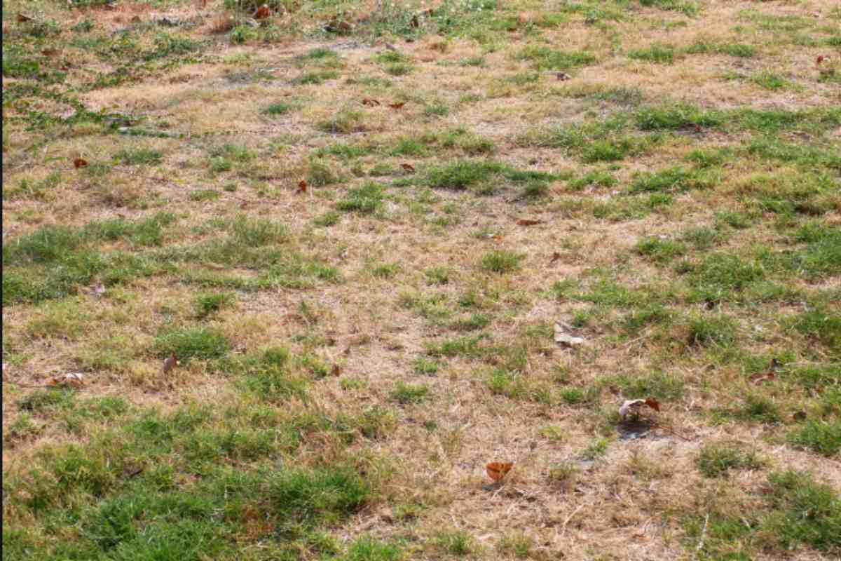 Prato giallo dopo l'estate: il metodo dei giardinieri per recuperarlo entro ottobre (e quello che non funziona mai) prato danneggiato
