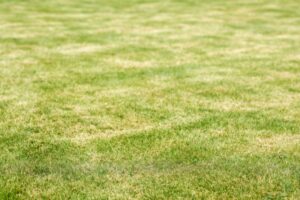 Prato giallo a settembre: il trucco dei giardinieri per salvarlo prima di ottobre prato ingiallito