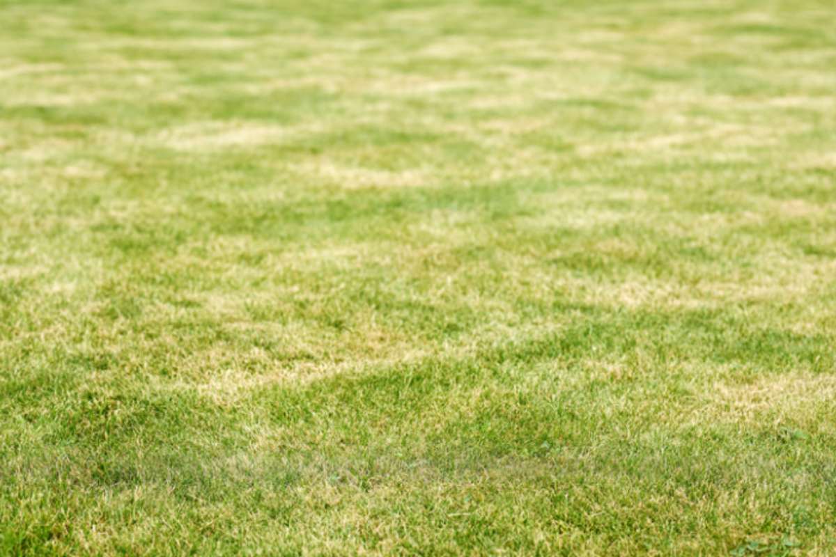 Prato giallo a settembre: il trucco dei giardinieri per salvarlo prima di ottobre prato ingiallito