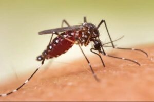 Settembre e le zanzare sembrano più aggressive del solito: il motivo che i disinfestatori spiegano e che nessuno considera zanzare