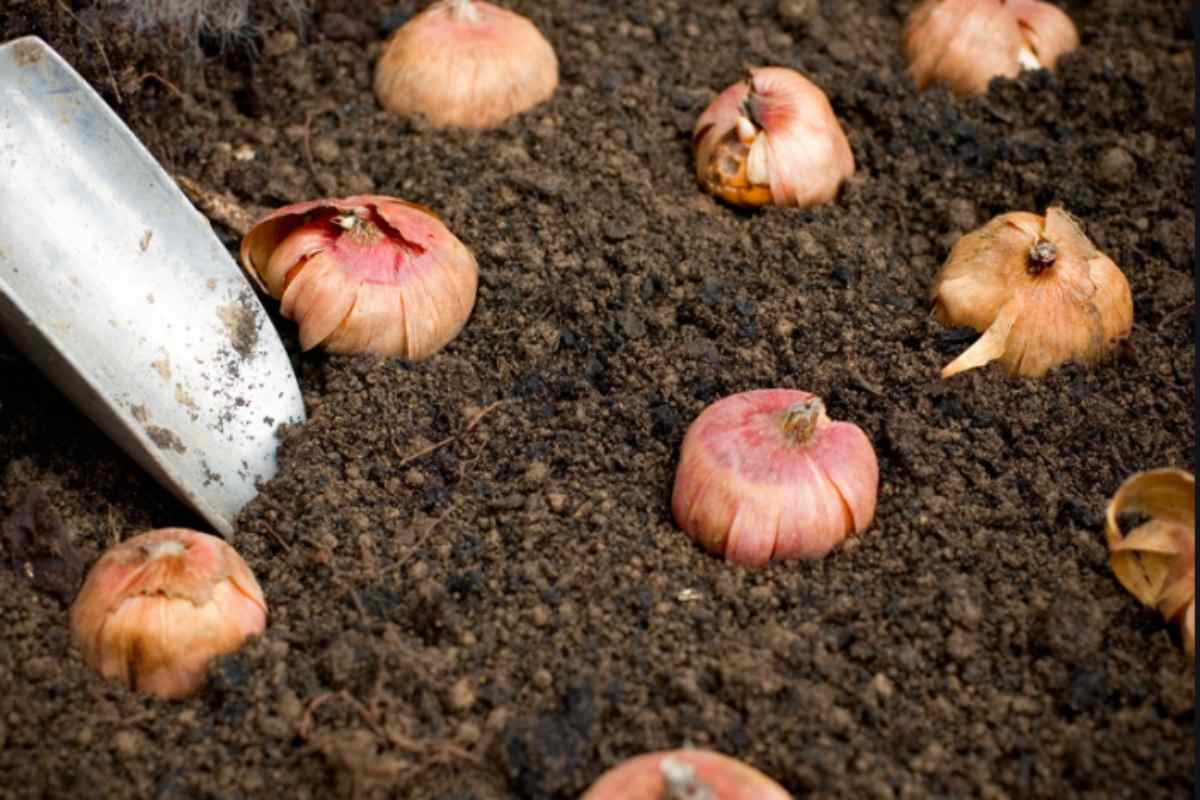 Piantare i bulbi in ottobre sembra presto ma i giardinieri lo fanno già: il calendario esatto per avere fiori a marzo bulbi