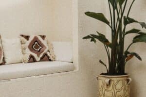 La strelitzia non fiorisce in appartamento? Il metodo dei floricoltori in otto settimane che risolve il problema casa strelitzia