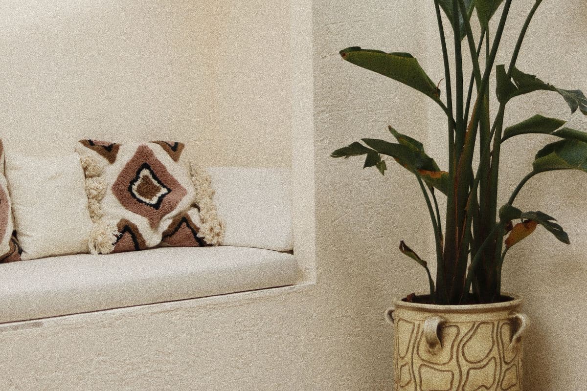 La strelitzia non fiorisce in appartamento? Il metodo dei floricoltori in otto settimane che risolve il problema casa strelitzia