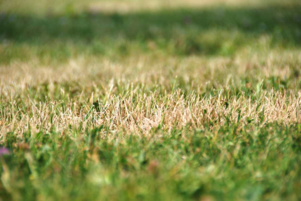 Il prato a inizio autunno può sembrare morto, ma non è così: le mosse da fare subito secondo i giardinieri prato secco